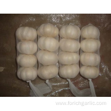 Cold Storage Pure White Garlic